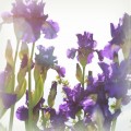 purple irises and peace
