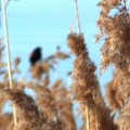black bird; spot of red