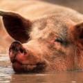 pig