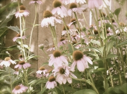 1999 06 01 0003.jpg