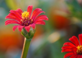 Zinnia