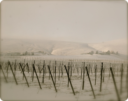 To Winter, the Critic: grape vineyard near Red Mountain...or Rattlesnake Mountain in the Columbia Basin