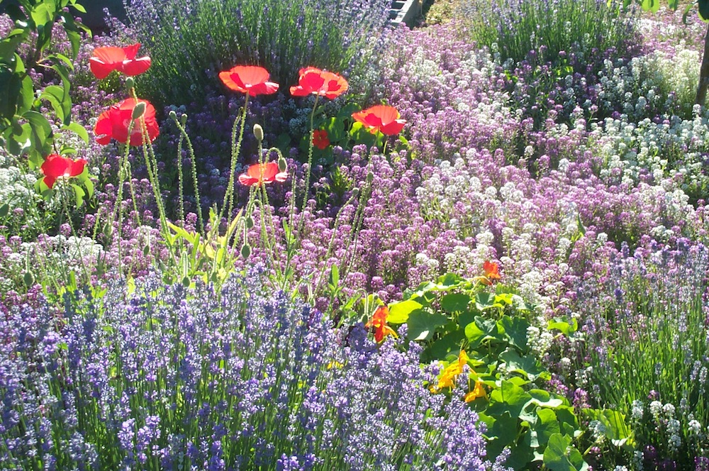 Lavender and Shirley Poppies