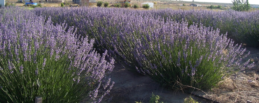 my lavender field in Washington