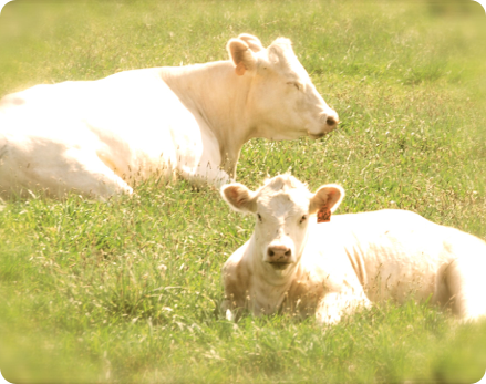 White Cows