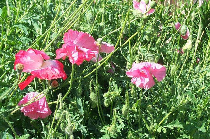 Shirley Poppies