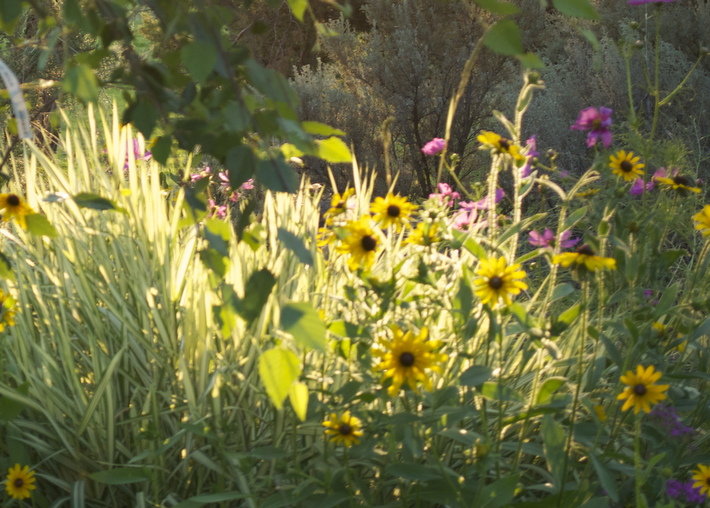 Sunflowers