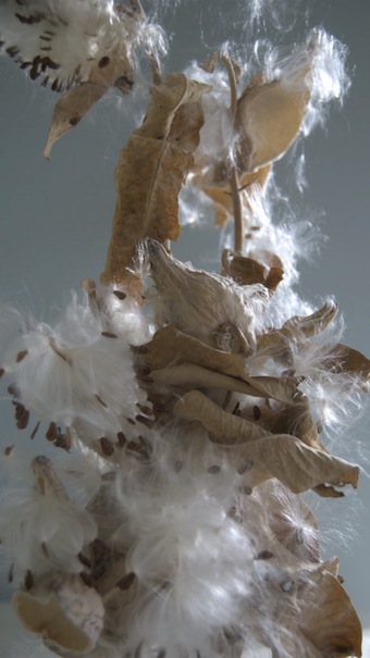 milkweed, interior sunlit