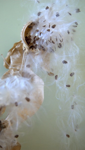 milkweed, interior