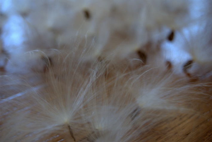 milkweed seeds