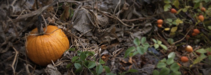 pumpkin rose hips