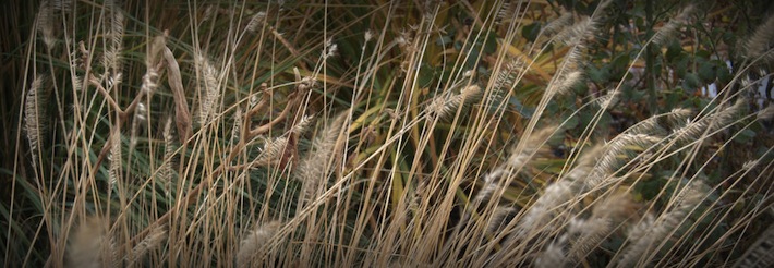 autumn grass