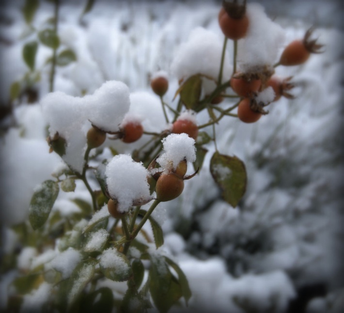 Rose Hips Snow