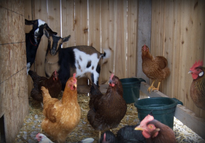 goats, chickens porch