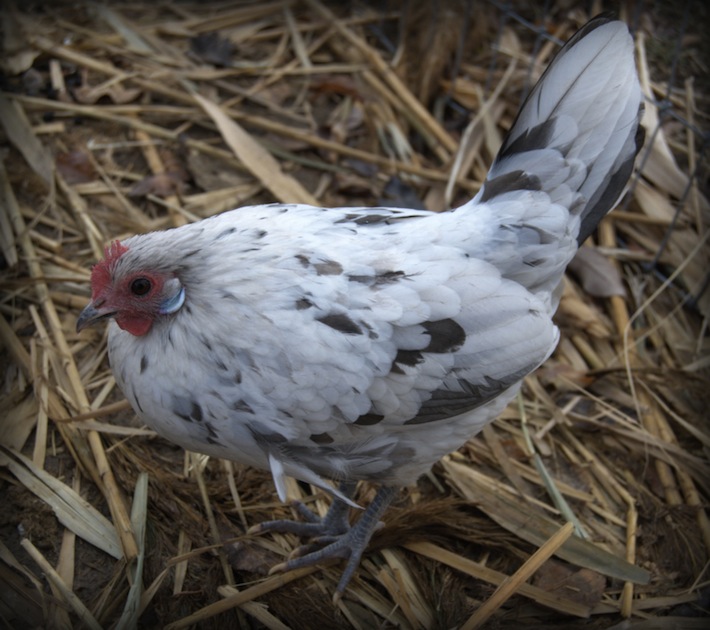 Primrose the dappled hen