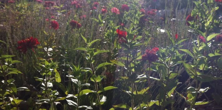 zinnias