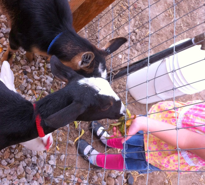 nora with goats