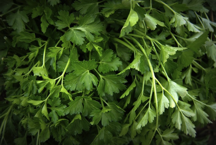 Italian parsley