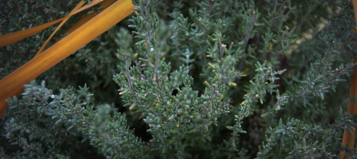 thyme