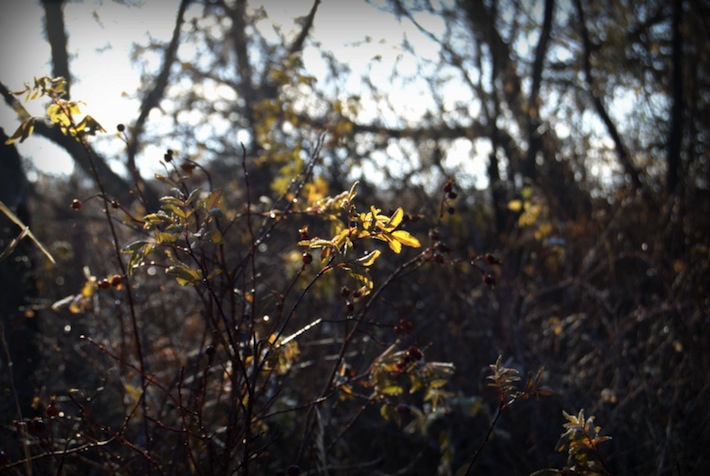 twigs and last leaves