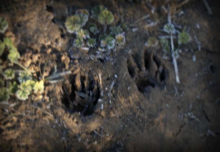 raccoon tracks, frozen