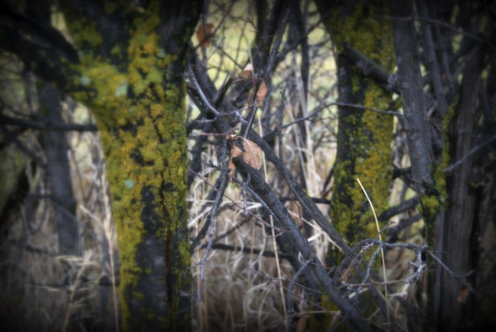 mossy wild plum tree trunks