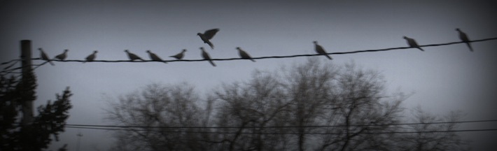 bird landing on a wire