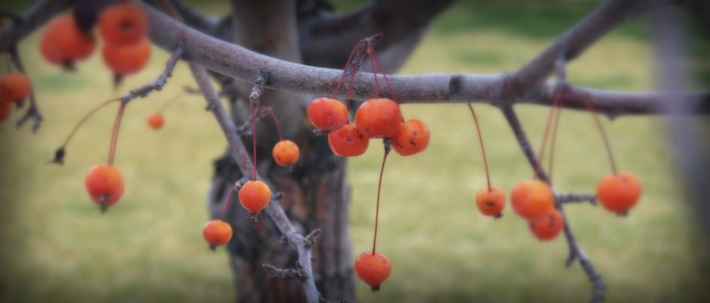 mountain ash berries