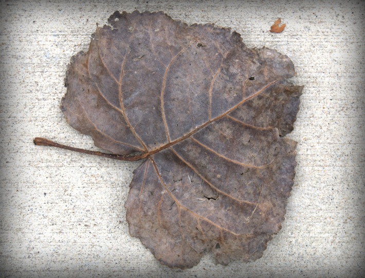 skeletal leaf