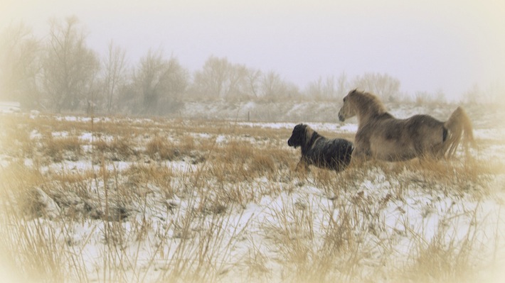 pony friends in farmington, snow...still, still, still