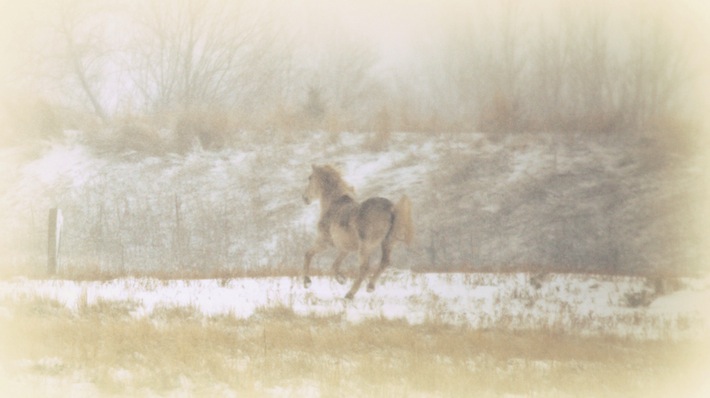 still still still...pony in the snow in Farmington