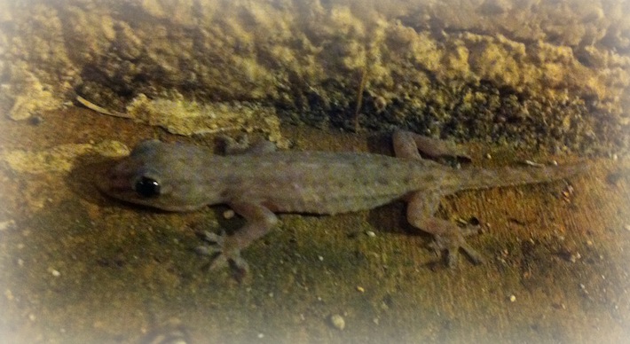 Hawaiian gecko