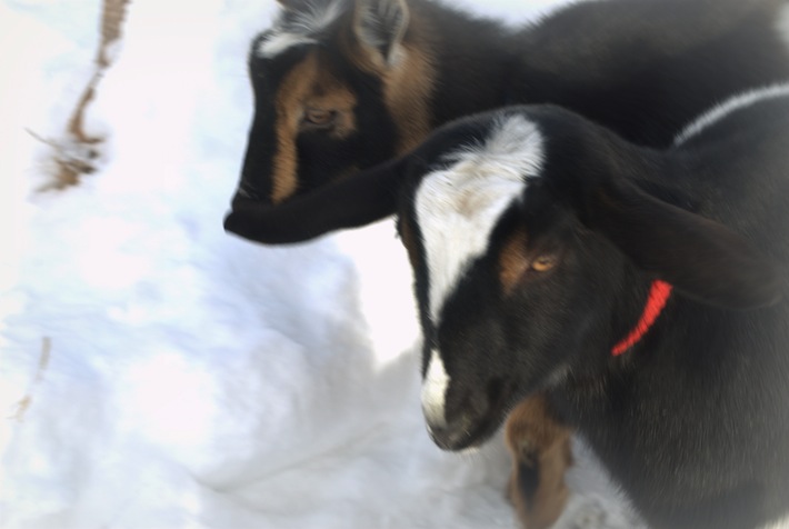 cricket and genie: a mini nubian & nigerian dwarf in snow