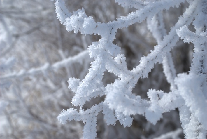 in flew Enza; hoar frost on weeds