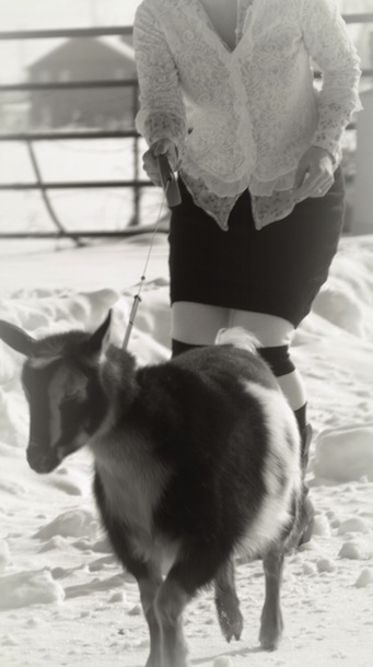 genie on a leash: skirt refashion, nigerian dwarf goat