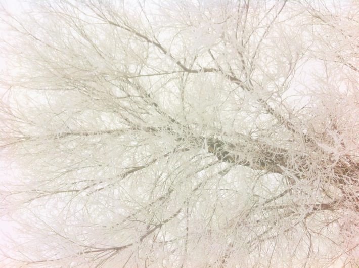 tree, winter requiem