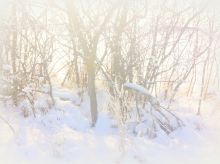 line of winter trees, winter requiem