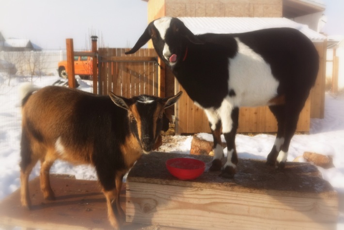 genie, cricket: nigerian dwarf & mini nubian