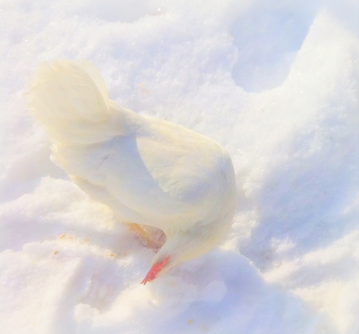 chicken in the snow