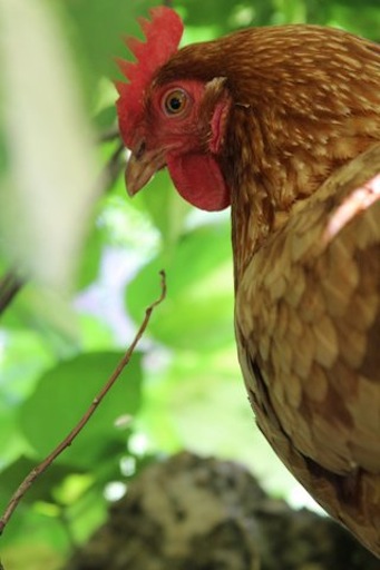 foliage and chicken