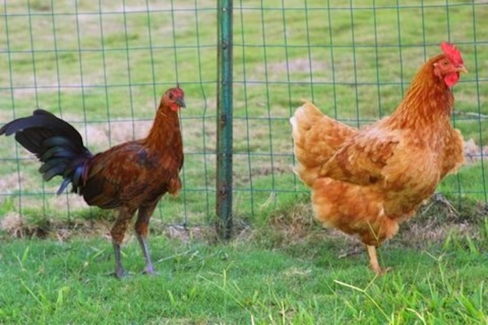 Moose the chicken and her feral chicken rooster boyfriend