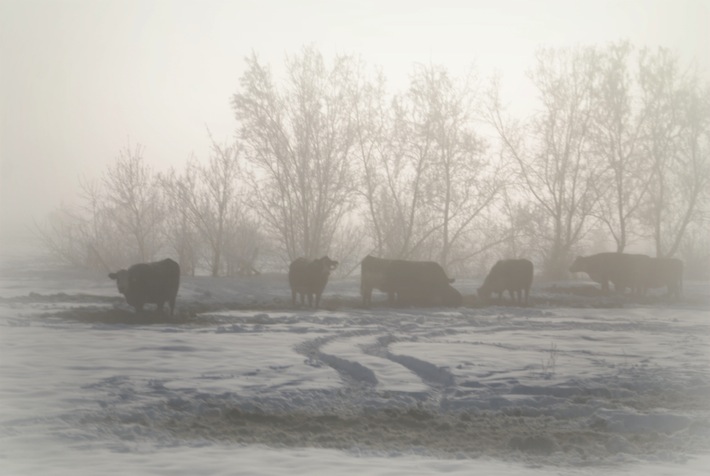 winter scene: plain city cows