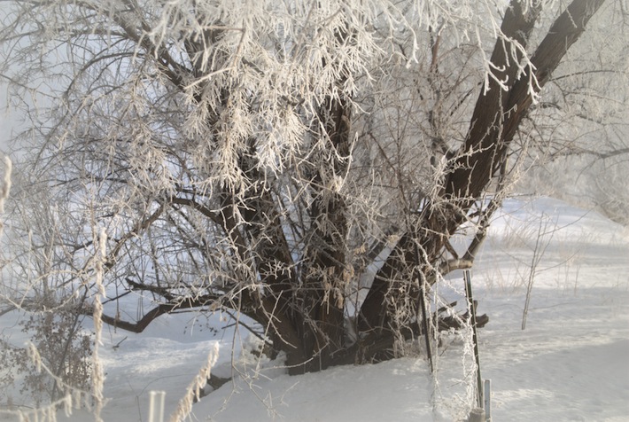 sick day winter scene: gnarly tree