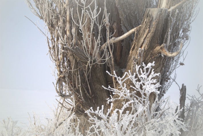 winter poplar, close up