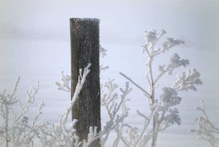 winter fence post, frosty weed