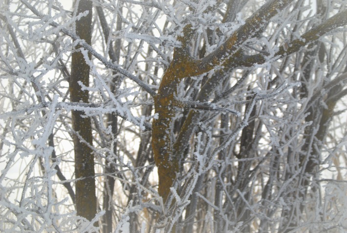 mossy plum trunks, winter