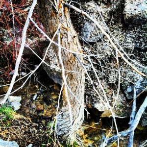 gnarled tree, moss