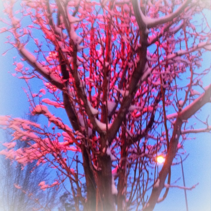 pink candy tree, Ogden winter