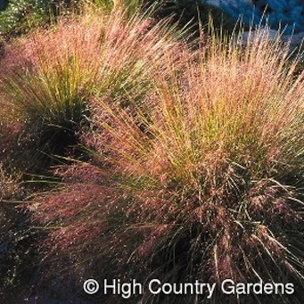 muhlenberg grass