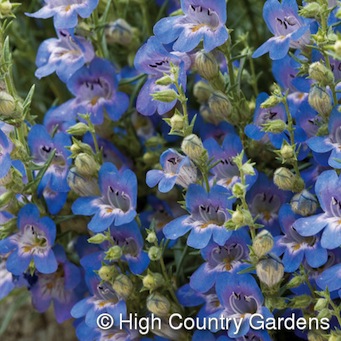 blue lips penstemon